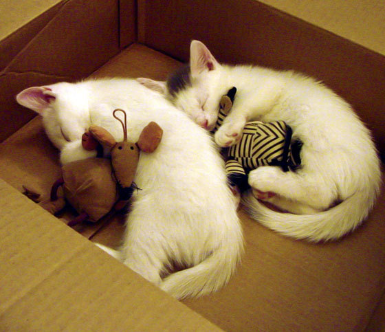 爱游戏官网-逆转基因，从德国队绝地反击到张本智和的关键制胜—跨越球类的竞技密码