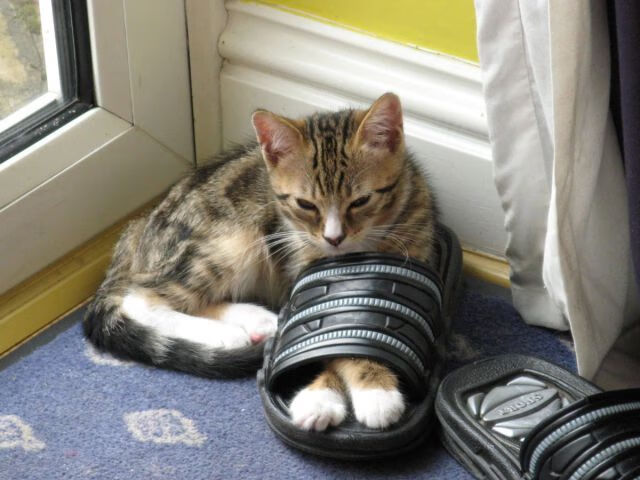 跨时空交锋,虚拟巅峰赛76人斩落辽宁队,莫兰特贡献制胜表现