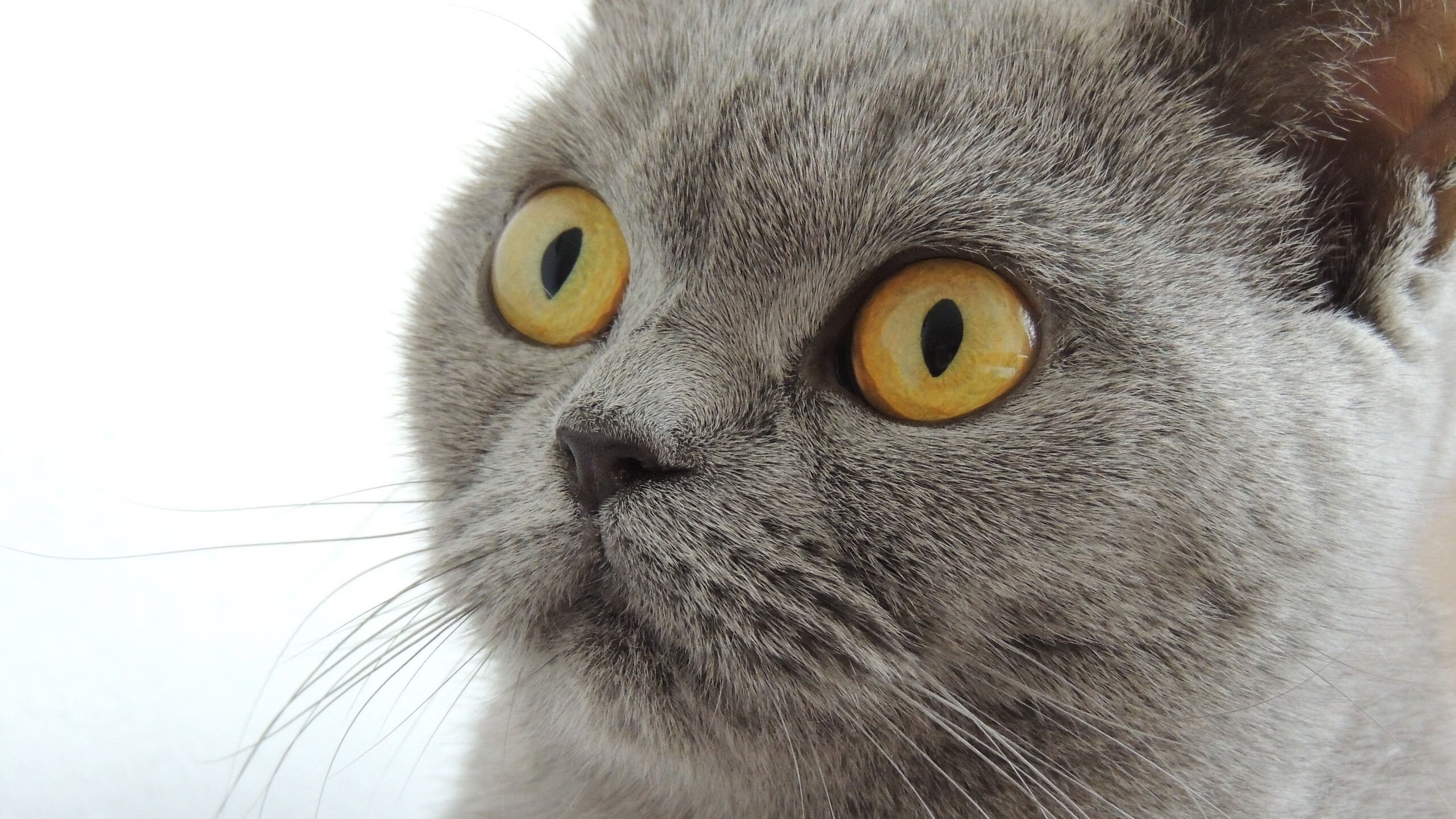 颠覆绿茵的法老智慧,卡拉斯科超神演出,埃及战术完胜法国