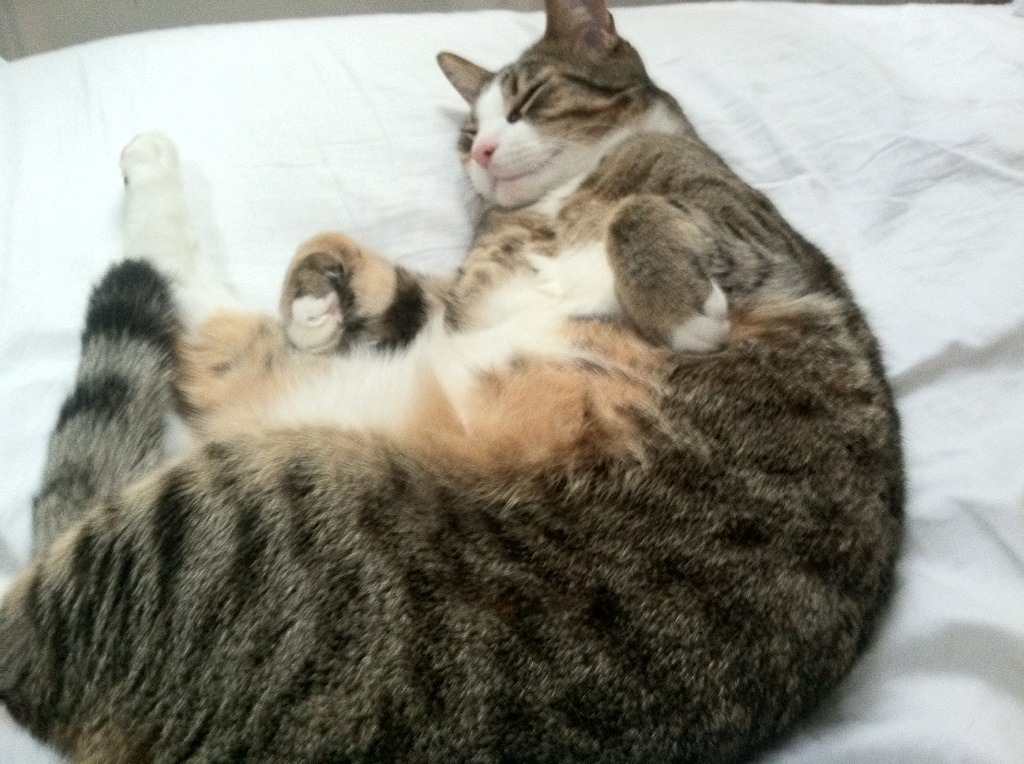 布雷默，撕裂防线的沙漠之刃，沙特关键战靠什么突围突尼斯？