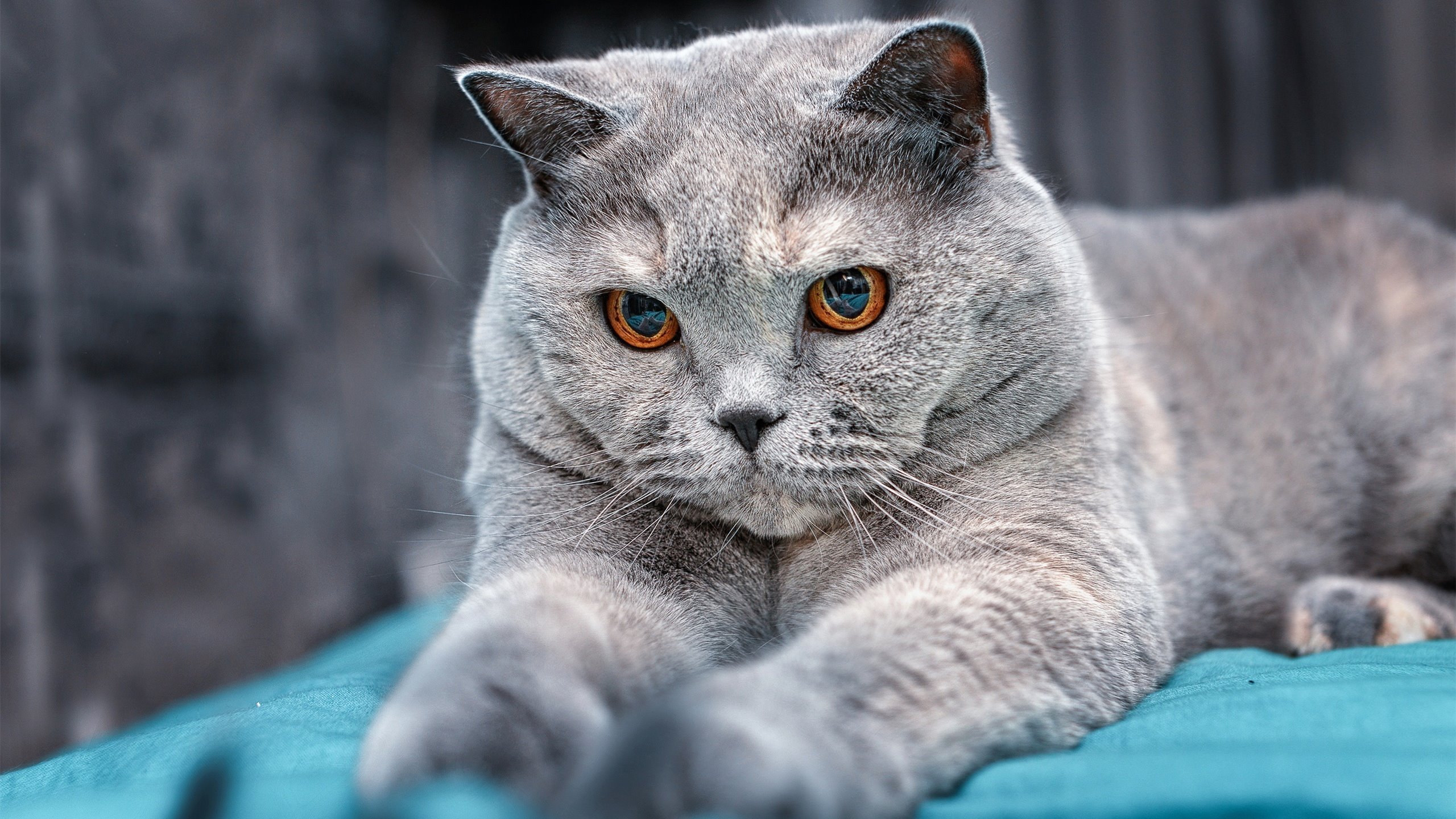 波士顿花园的红利已过期，范弗利特单节17分重塑休斯顿准星