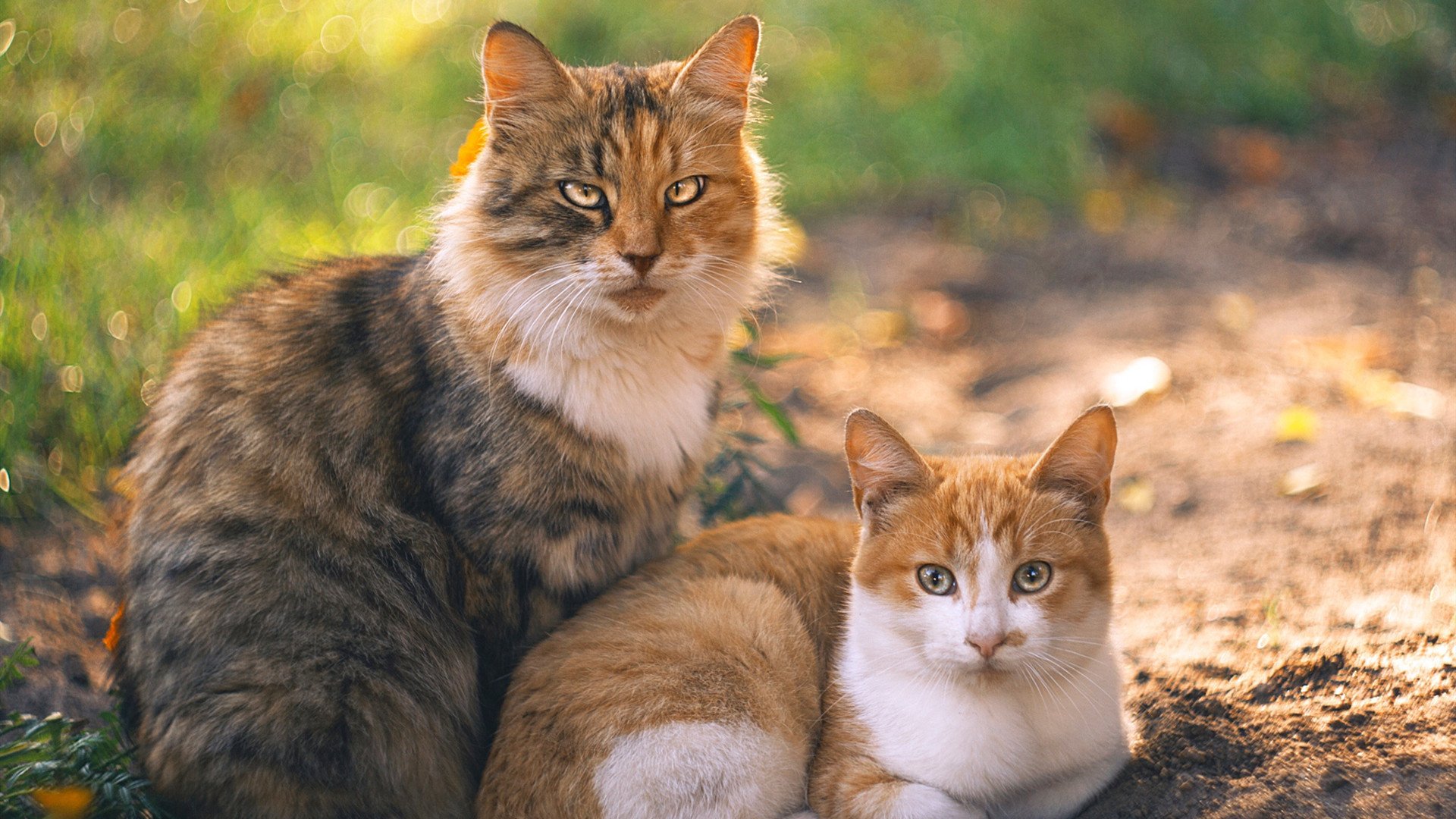 勇士火力全开压制奇才，哈利伯顿表现堪称教科书