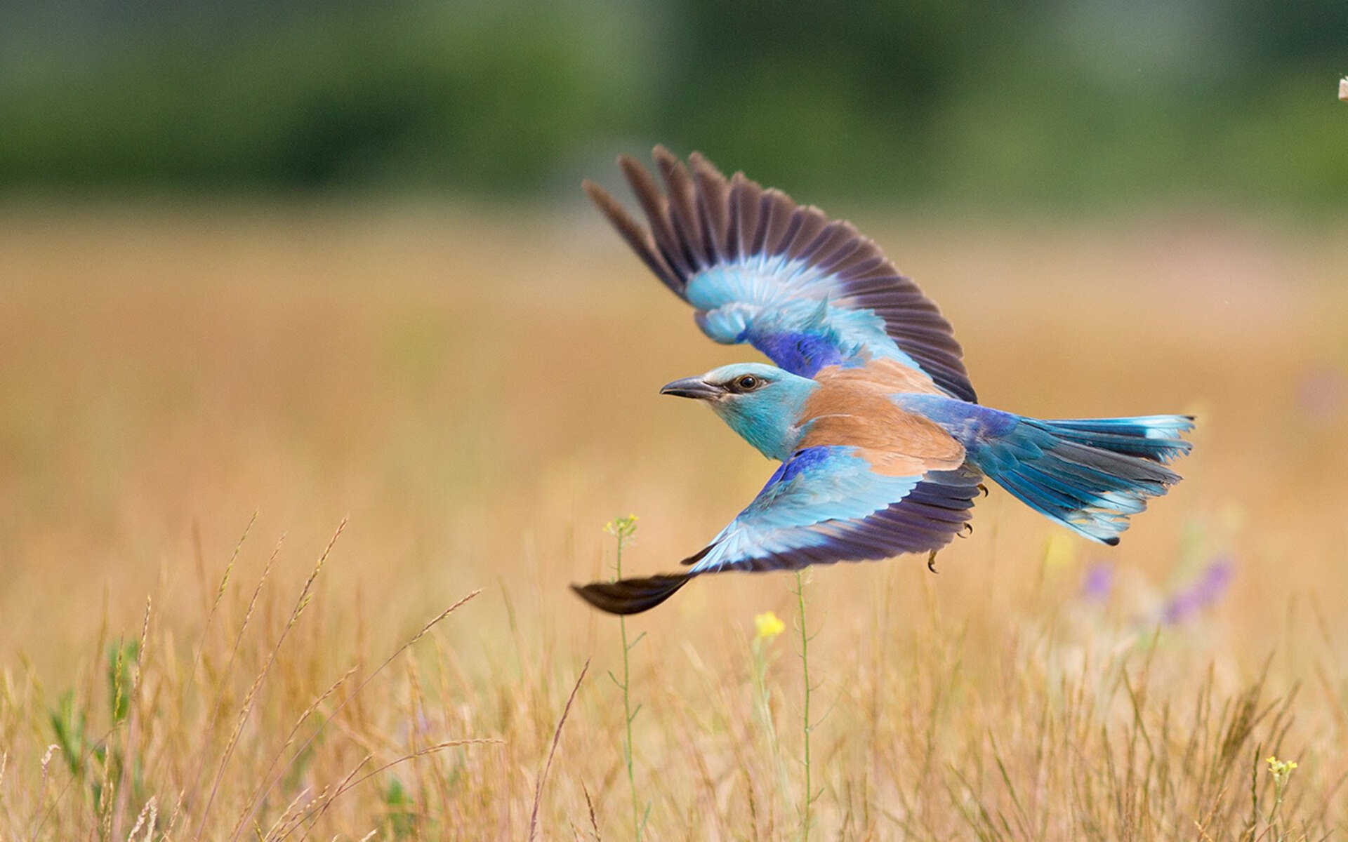 当数字沉默时统治已诞生，奥亚尔萨瓦尔与葡萄牙的非典型碾压哲学