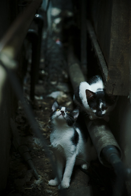 枪与弦的协奏，若日尼奥的枢纽艺术彻底锁死蓝军