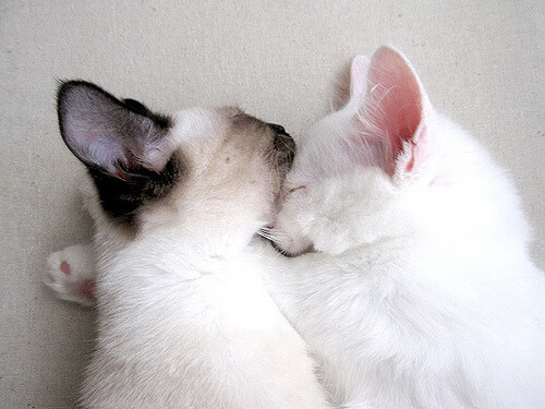 双城记，纽约的复仇与多伦多的救赎