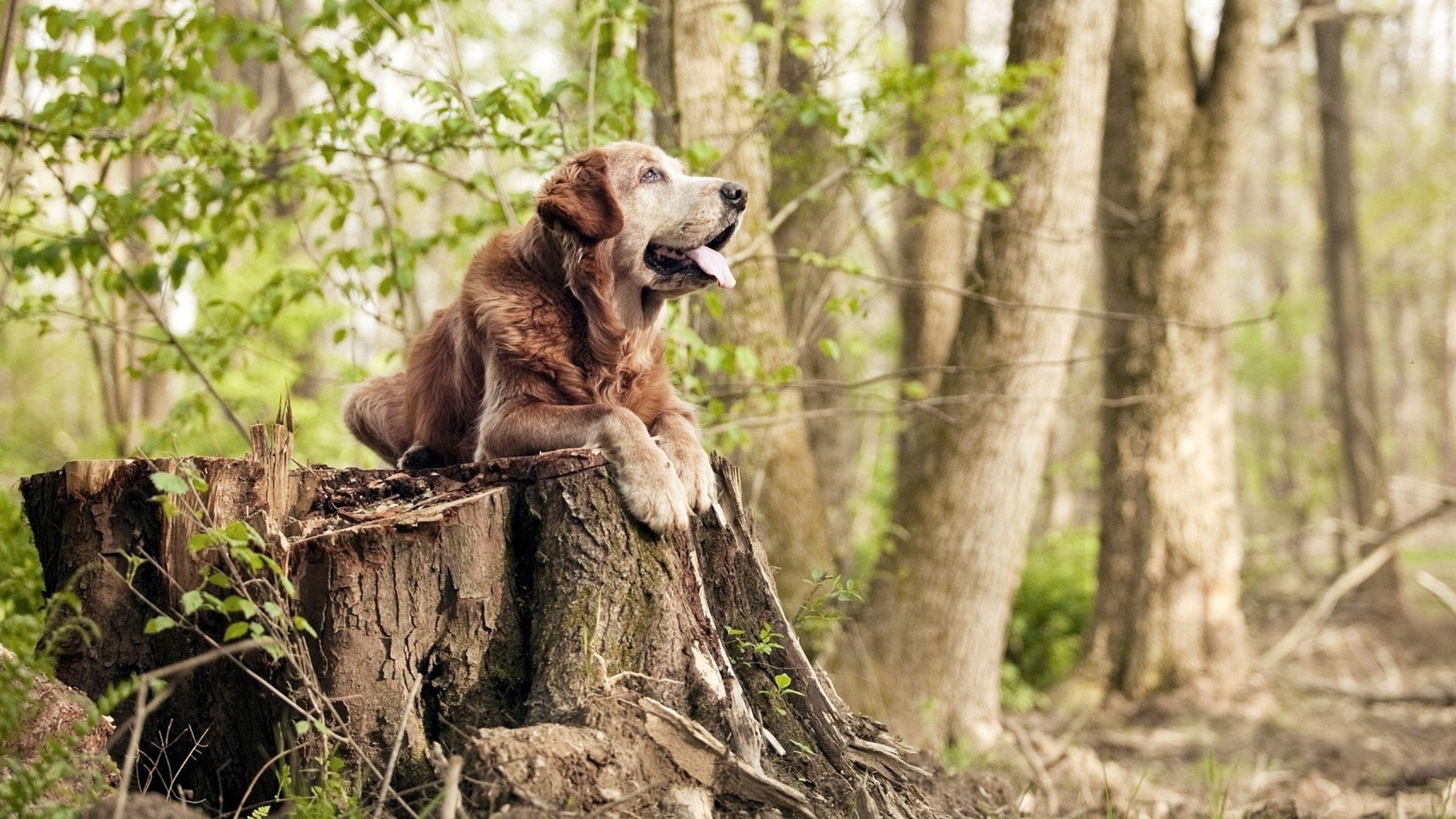 当国家遇见城市，一场由C罗改写的足球寓言