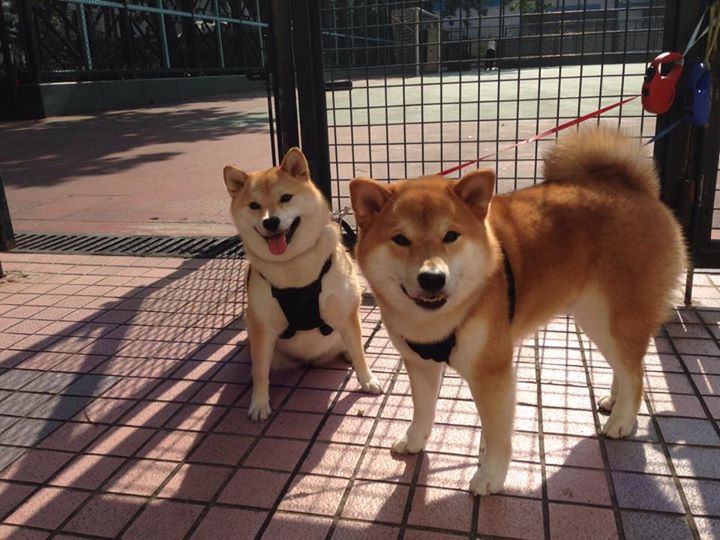 唯一性的传承，利物浦争冠战突围突尼斯，赖斯在2026世界杯接管比赛