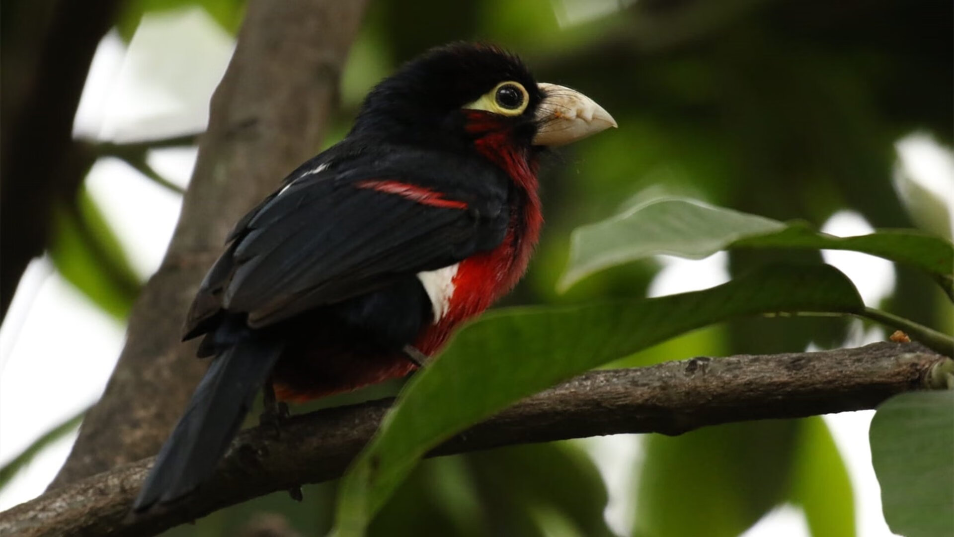 恩比德进攻端无人可挡，骑士客场力克勇士