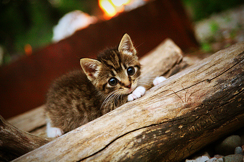 颠覆剧本的唯一之手，德里赫特在抢七之夜的无形掌控