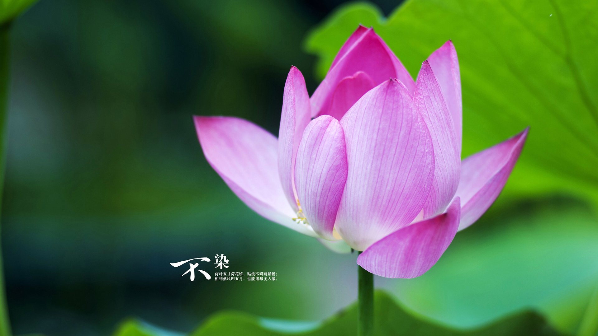 未完成的交响曲,当1998公牛遇上虚拟马刺的时空对决