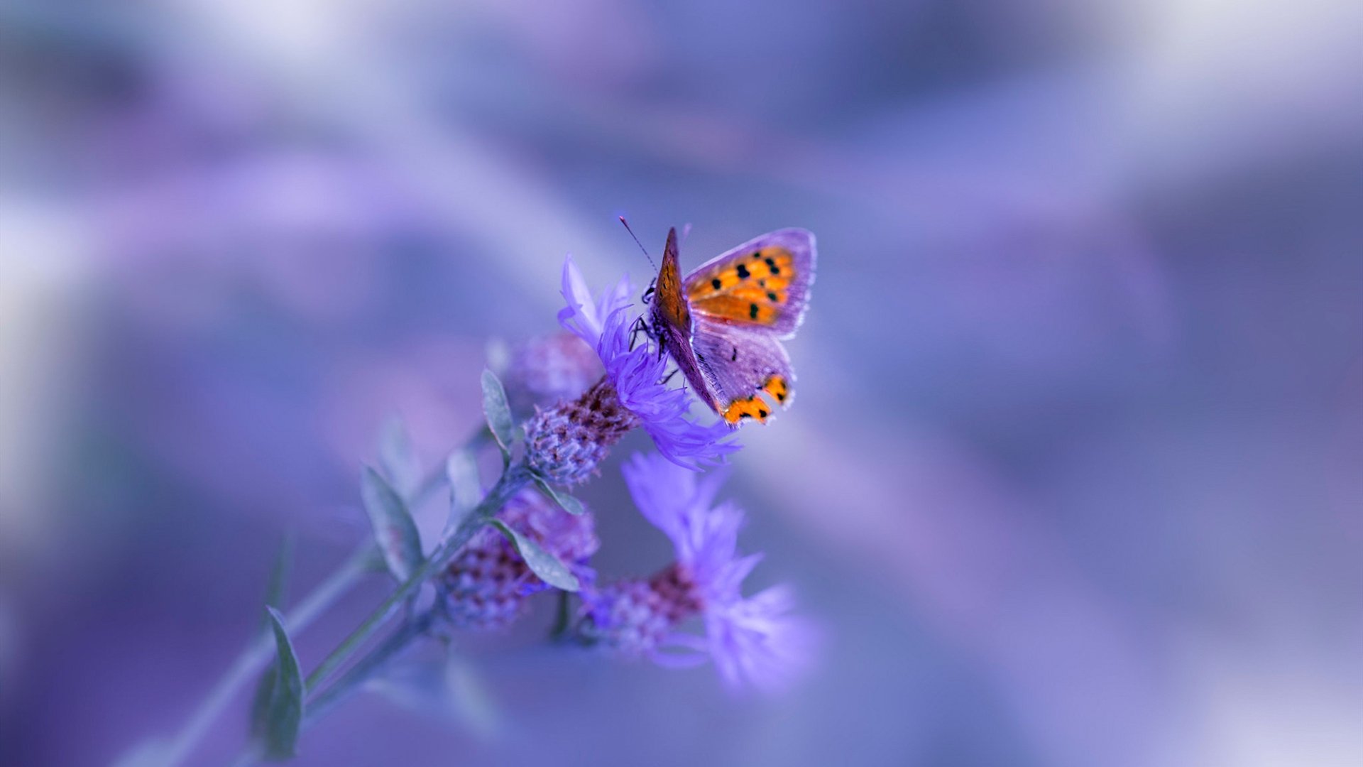 魔法师哈利伯顿，一场关于时间的无声杀戮