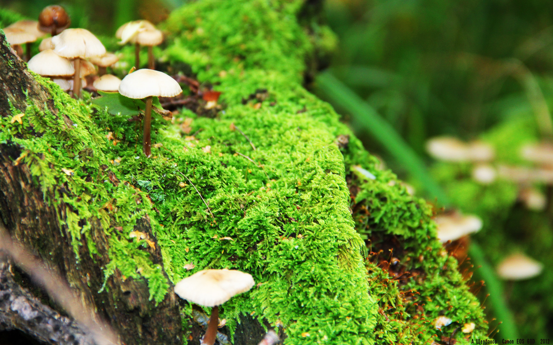 双城记,当意甲焦点战遇见深圳队制霸森林狼般的团队篮球